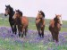 field-horses.jpg